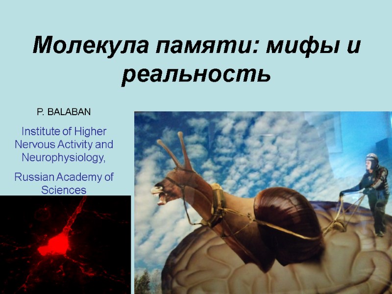 Молекула памяти: мифы и реальность P. BALABAN Institute of Higher Nervous Activity and Neurophysiology,